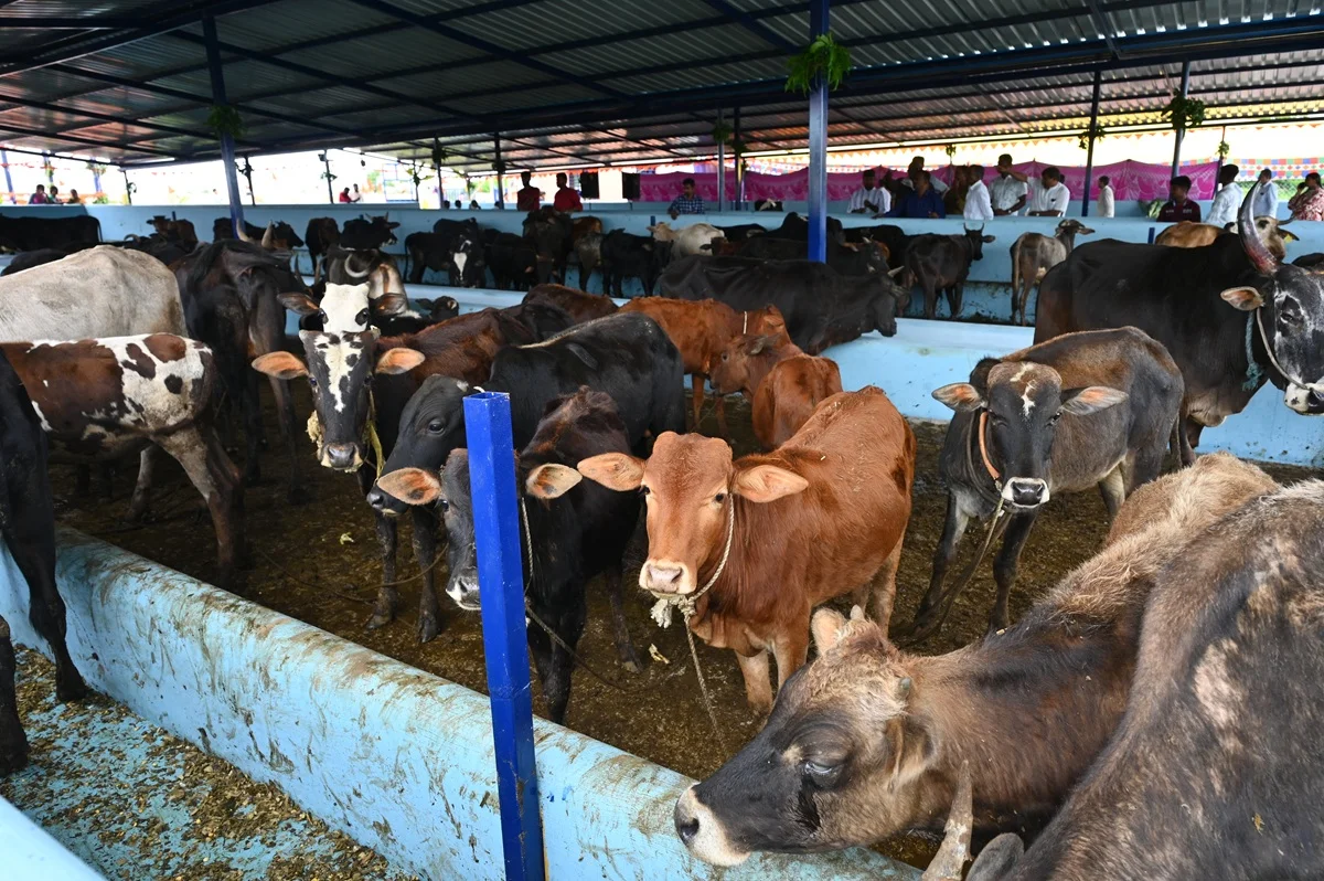 Nanda Gokula Goshala — cows in the sanctuary