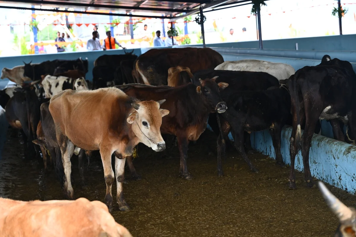 Nanda Gokula Goshala — cattle care