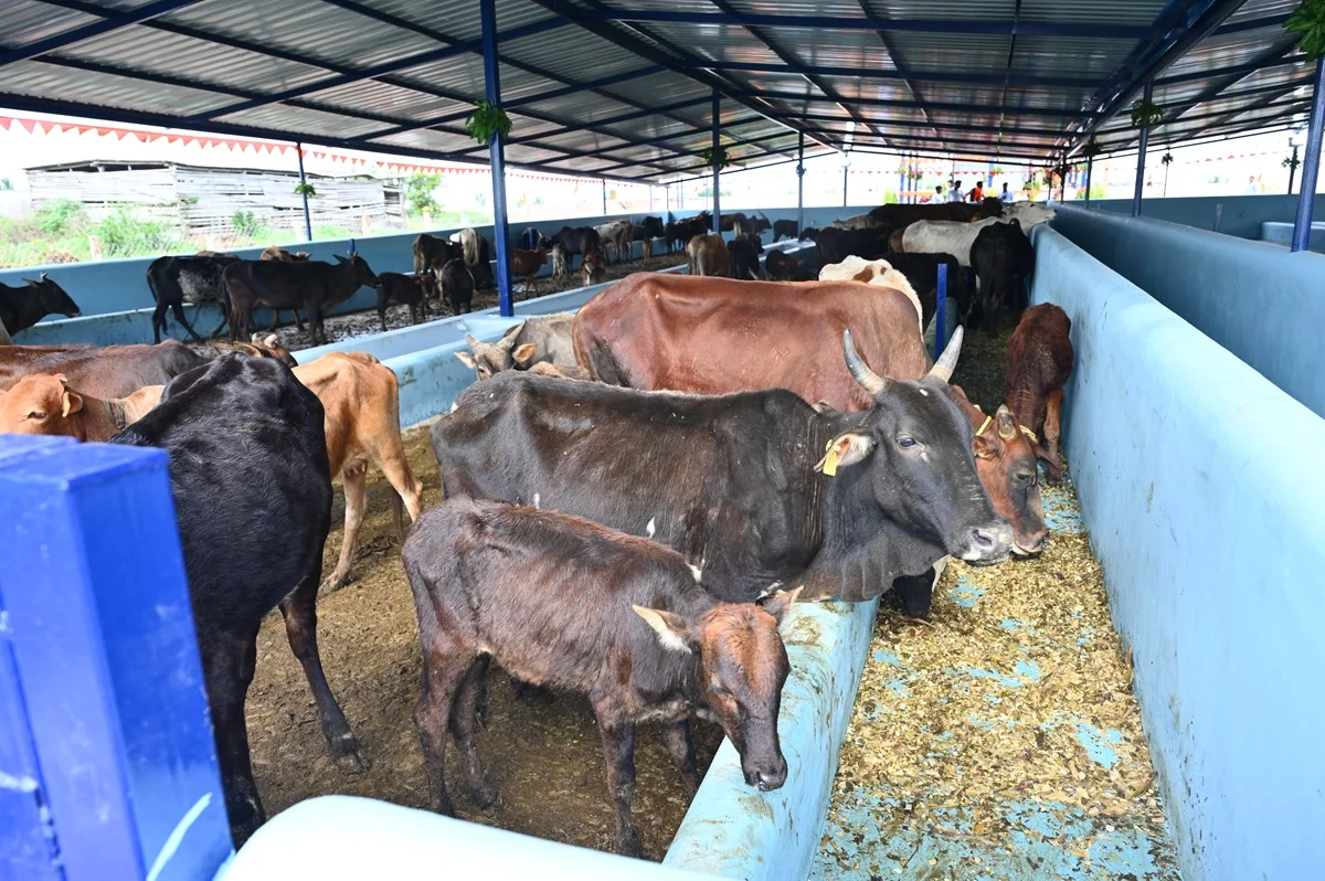 Goshala — herd of cows